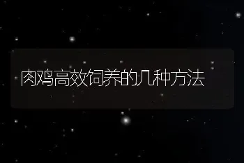 肉鸡高效饲养的几种方法