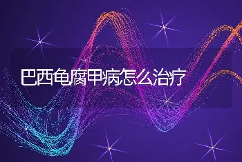 巴西龟腐甲病怎么治疗