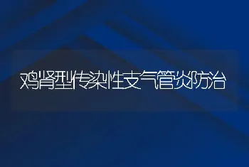 鸡肾型传染性支气管炎防治