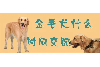 金毛犬什么时间交配