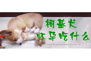 柯基犬怀孕吃什么