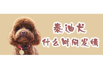 泰迪犬什么时间发情