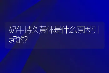 奶牛持久黄体是什么原因引起的？