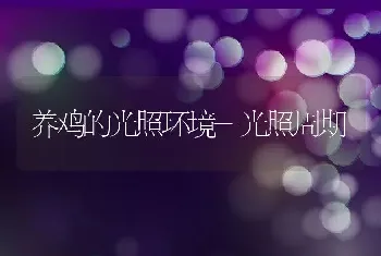 养鸡的光照环境-光照周期