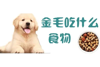 金毛吃什么食物