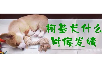 柯基犬什么时候发情