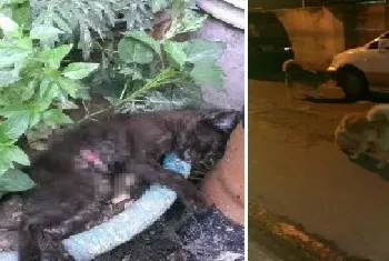 恶狗咬死猫咪并且咬伤其主人