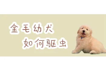 金毛幼犬如何驱虫