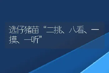 选仔猪苗“二挑、八看、一摸、一听”