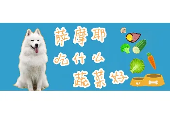 萨摩耶吃什么蔬菜好