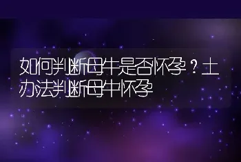 如何判断母牛是否怀孕？土办法判断母牛怀孕