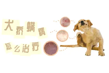 犬疥螨病怎么治疗