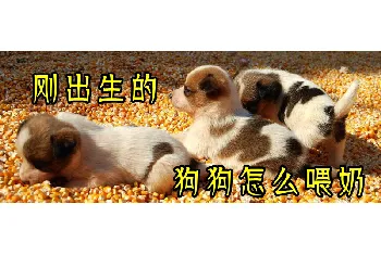 刚出生的狗狗怎么喂奶