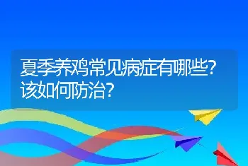 夏季养鸡常见病症有哪些？该如何防治？