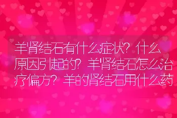 羊肾结石有什么症状？什么原因引起的？羊肾结石怎么治疗偏方？羊的肾结石用什么药治疗?