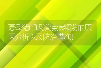 夏季猪呼吸道疾病频发的原因分析以及防治措施！