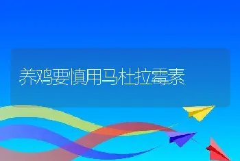 养鸡要慎用马杜拉霉素