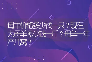 母羊价格多少钱一只？现在大母羊多少钱一斤？母羊一年产几窝？