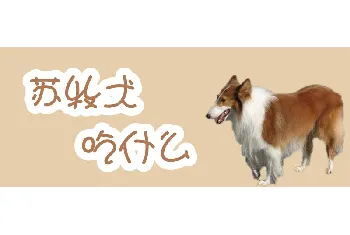 苏牧犬吃什么