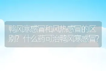 鸭风寒感冒和风热感冒的区别?什么药可治鸭风寒感冒?