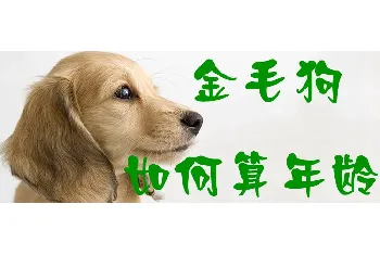 金毛狗如何算年龄