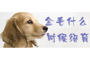 金毛什么时候绝育