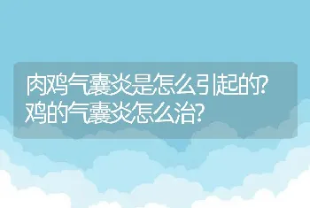 肉鸡气囊炎是怎么引起的?鸡的气囊炎怎么治?