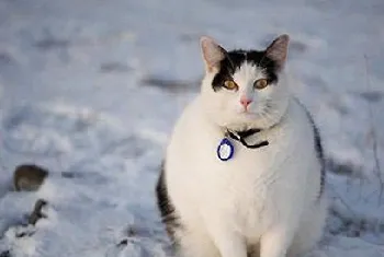 宠物猫太胖了怎么办？