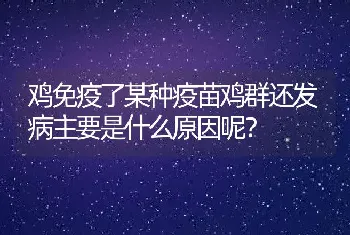 鸡免疫了某种疫苗鸡群还发病主要是什么原因呢？