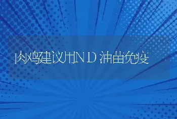 肉鸡建议用ND油苗免疫