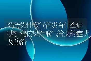 鸡传染性喉气管炎有什么症状？鸡传染性喉气管炎的症状及防治