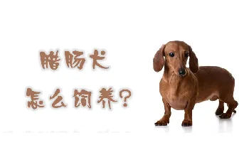 腊肠犬怎么饲养