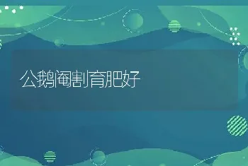 公鹅阉割育肥好