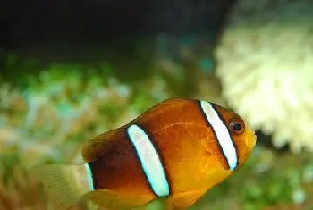 海水鱼的饲养器材准备