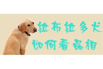 拉布拉多产后吃什么