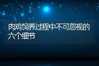 肉鸡饲养过程中不可忽视的六个细节