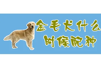 金毛犬什么时候配种