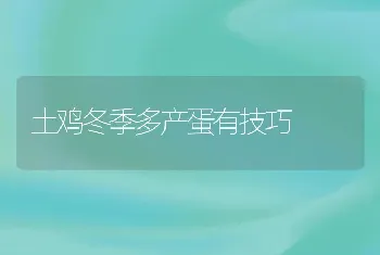 土鸡冬季多产蛋有技巧