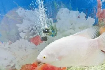 常见水族箱藻类大盘点