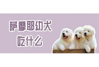 萨摩耶幼犬吃什么