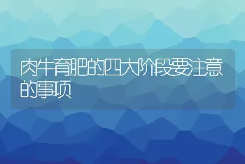 肉牛育肥的四大阶段要注意的事项