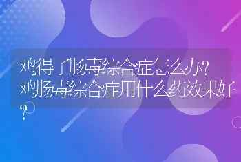 鸡得了肠毒综合症怎么办？鸡肠毒综合症用什么药效果好？