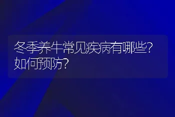 冬季养牛常见疾病有哪些？如何预防？