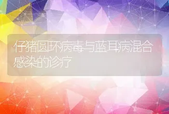 仔猪圆环病毒与蓝耳病混合感染的诊疗