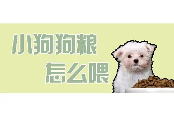 小狗狗粮怎么喂