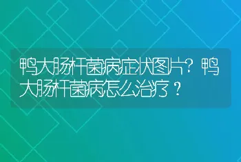 鸭大肠杆菌病症状图片?鸭大肠杆菌病怎么治疗？