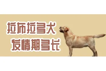 拉布拉多犬发情期多长