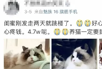 5万块买的布偶没几天就跳楼！养猫必须做好这4件事