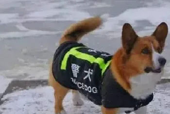 平时英勇的警犬生病去医院，看到医生瞬间就怂了