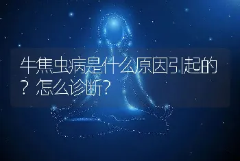 牛焦虫病是什么原因引起的？怎么诊断？